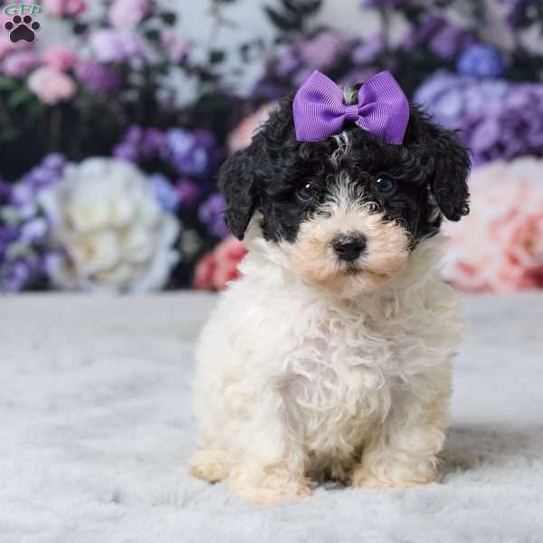 Rita, Miniature Poodle Puppy